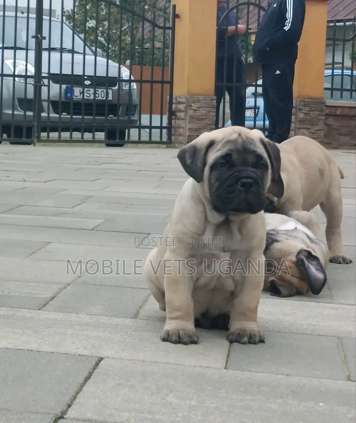 0-1 month Female Purebred Boerboel