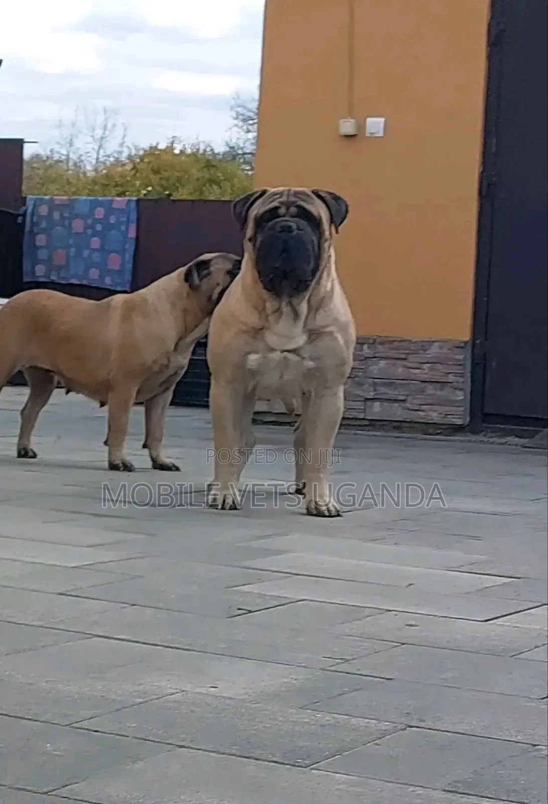 3-6 months Female Purebred Bullmastiff
