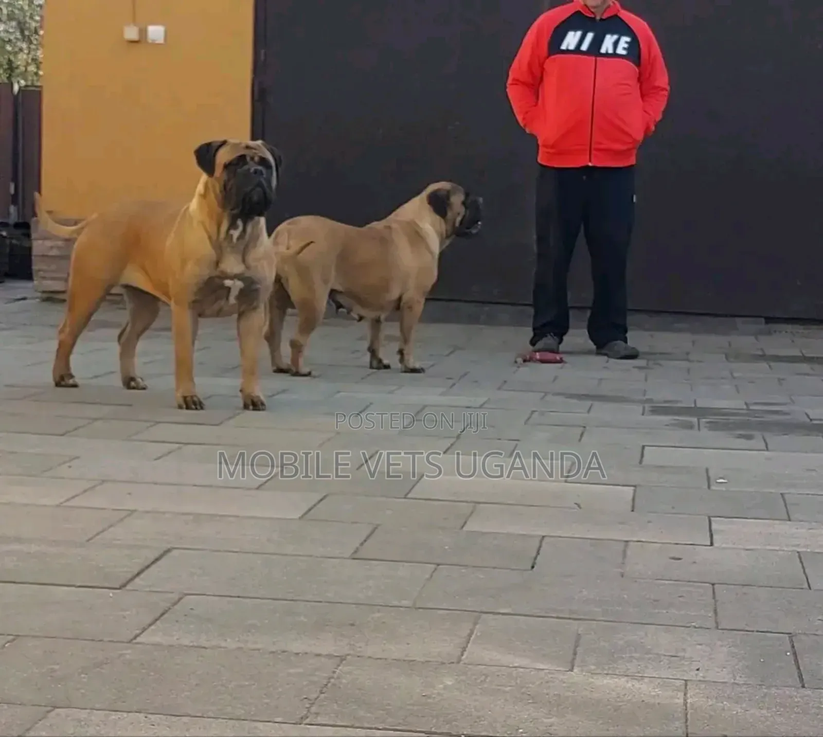 3-6 months Male Purebred Mastiff