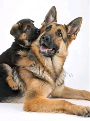 0-1 month Male Purebred German Shepherd