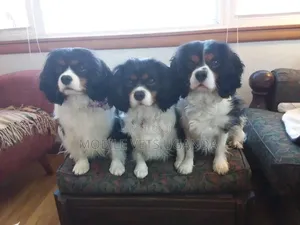 1-3 months Male Purebred English Cocker Spaniel