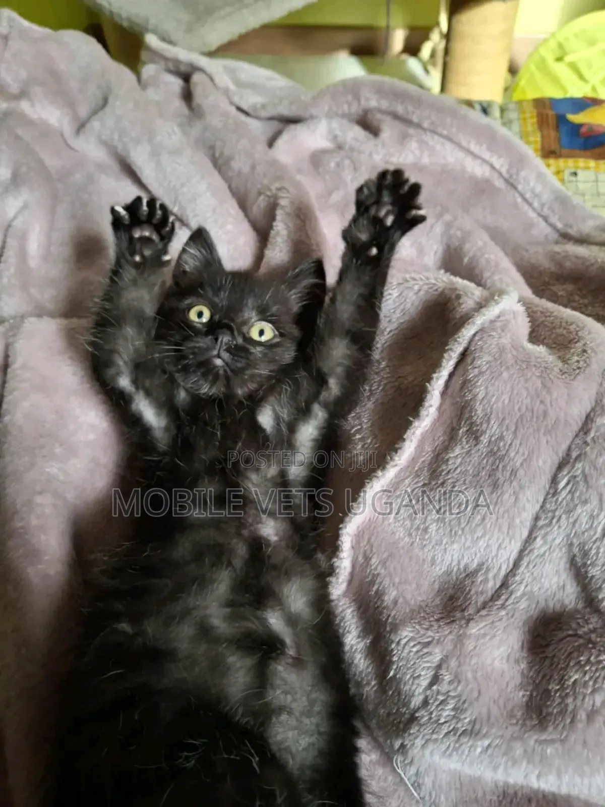 1-3 months Female Purebred Burmese