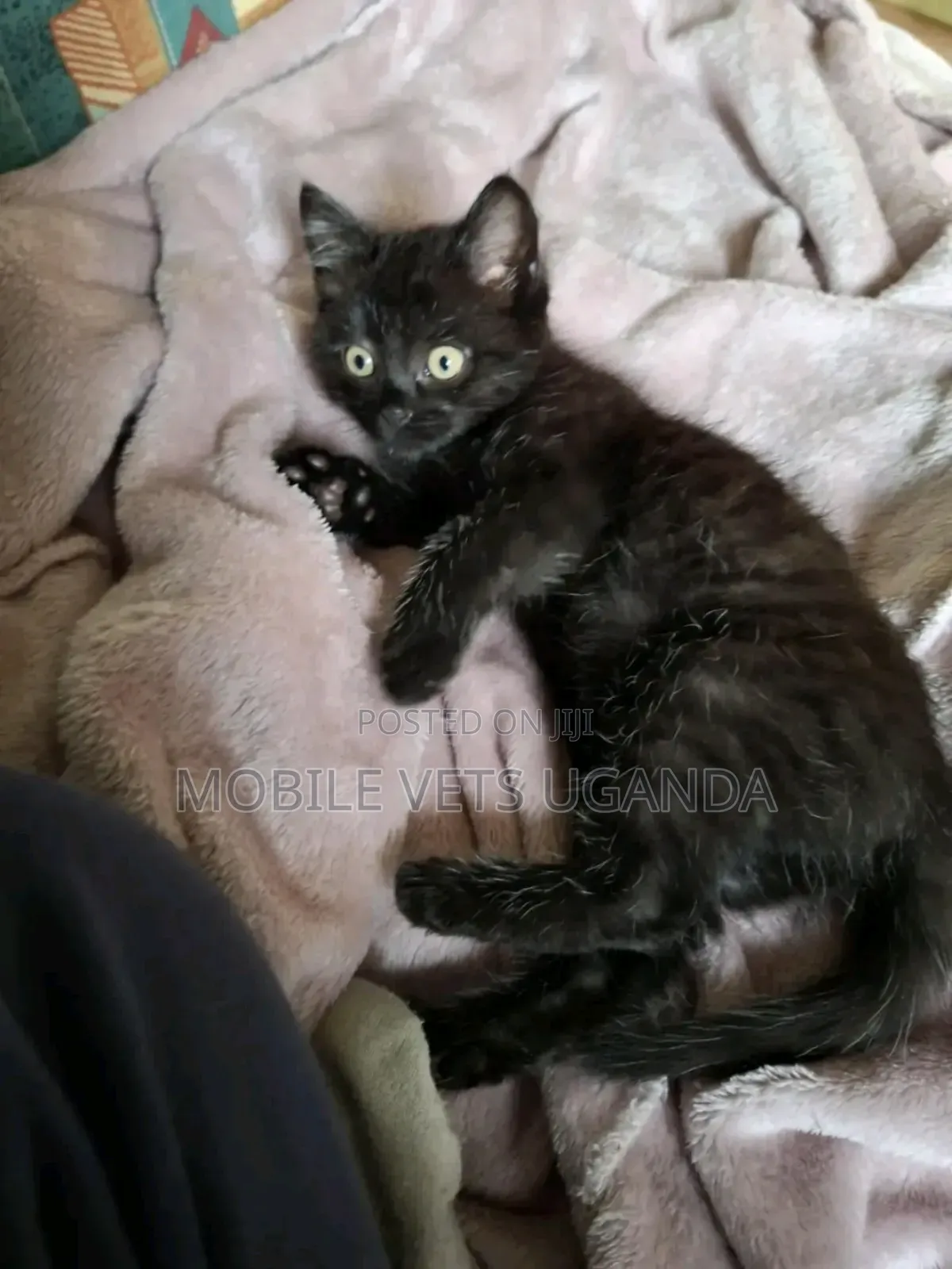 1-3 months Female Purebred Cornish Rex
