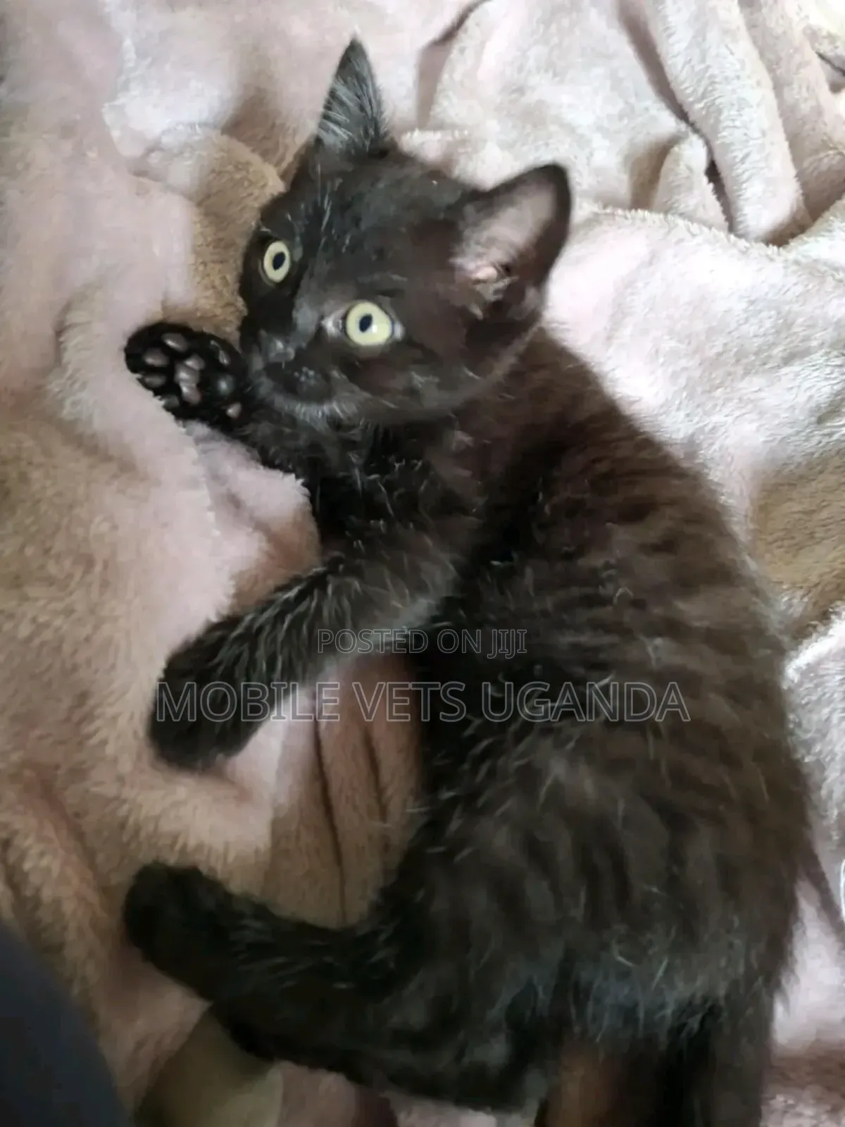 3-6 months Male Purebred Nebelung