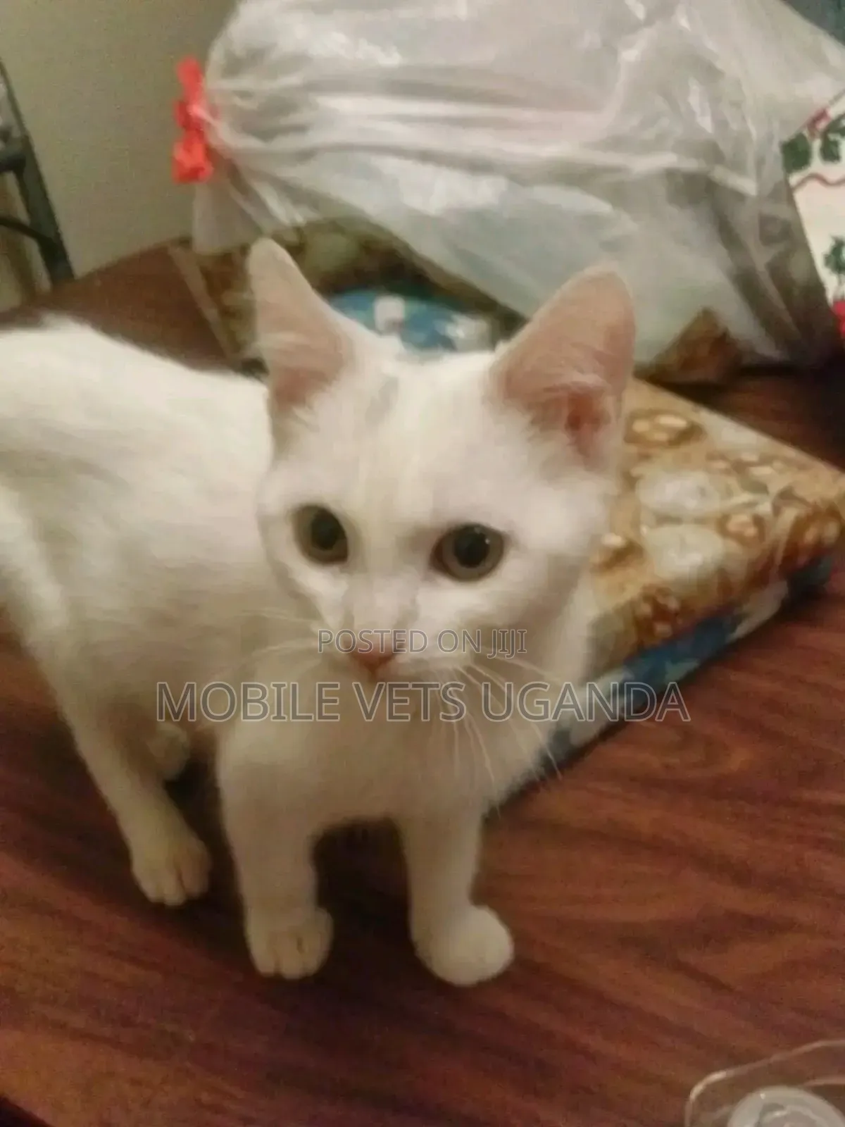 1-3 months Male Purebred Exotic
