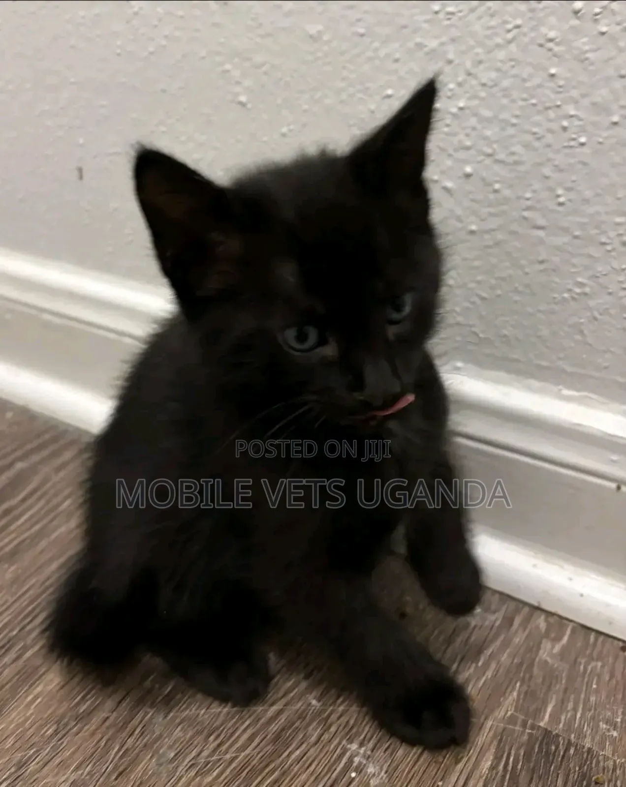 1-3 months Female Purebred Abyssinian