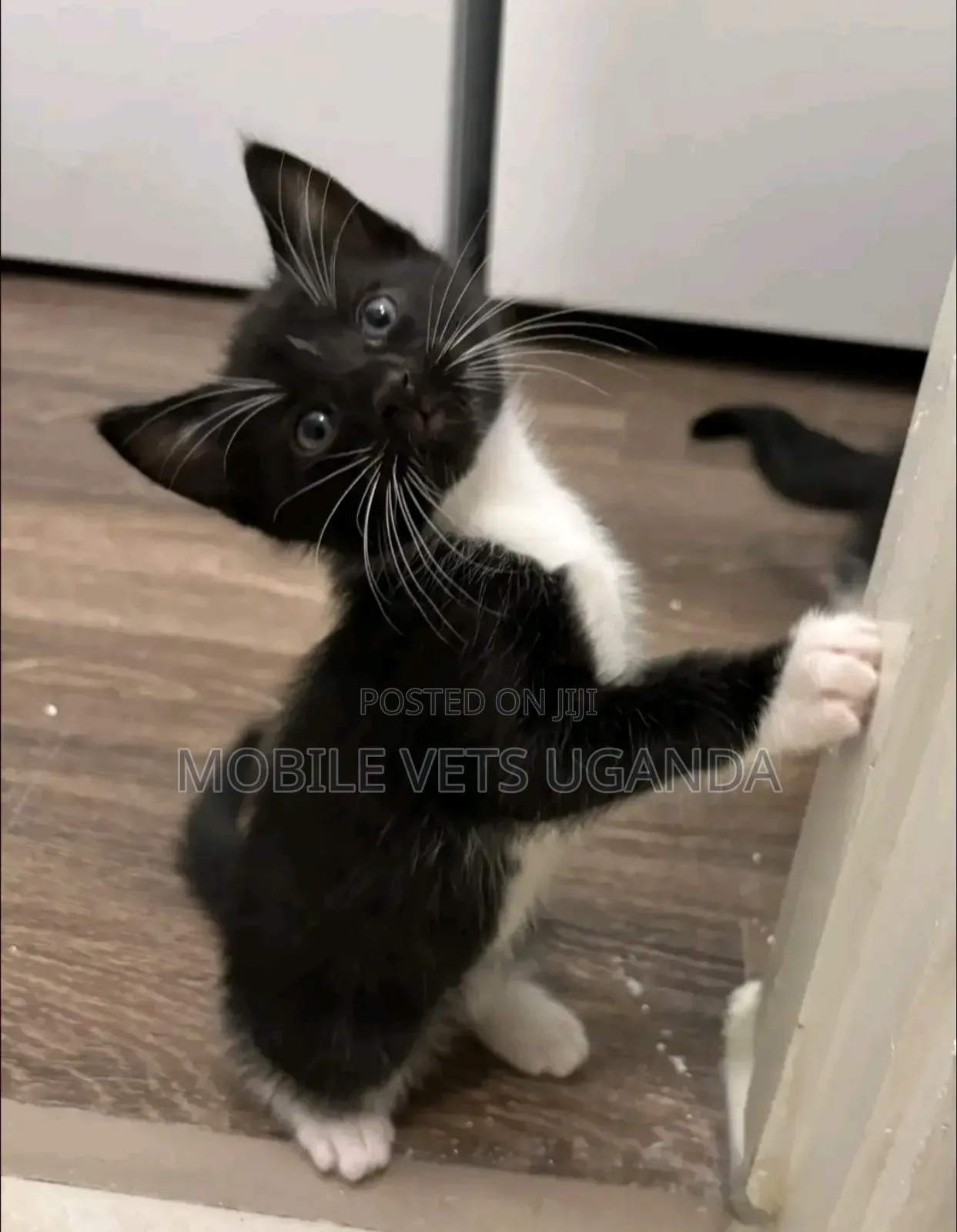 1-3 months Female Purebred Cornish Rex