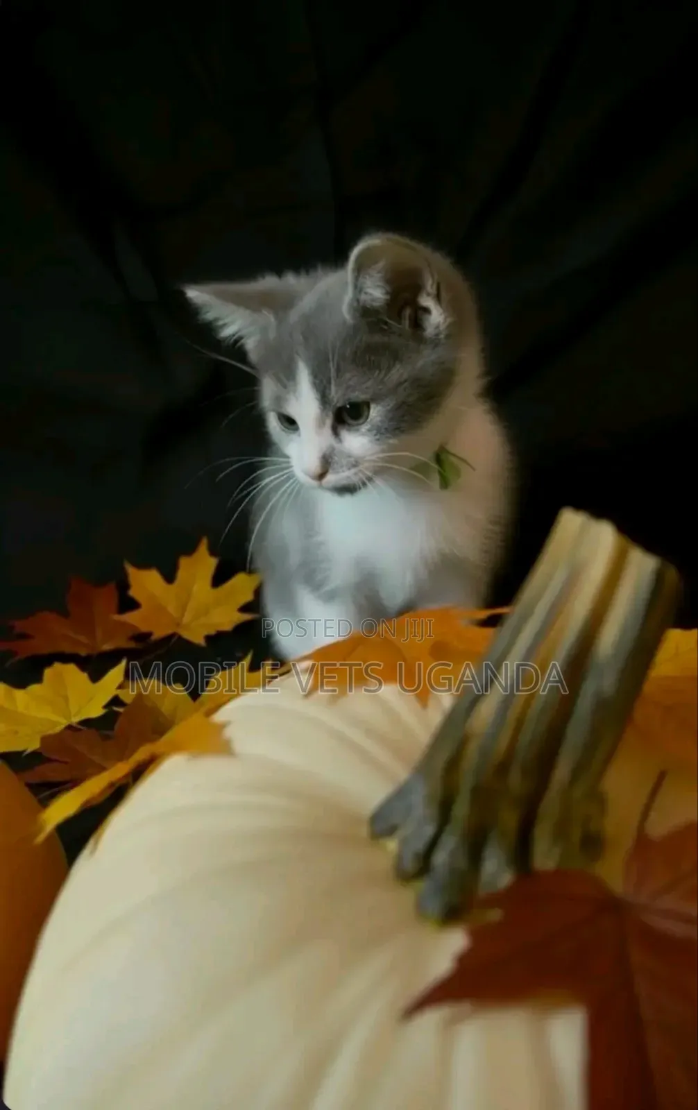 1-3 months Male Purebred Havana Brown