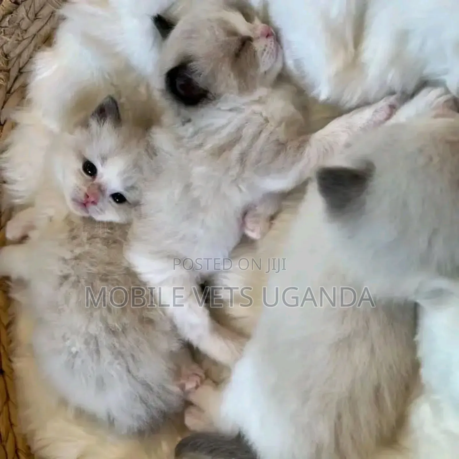 0-1 month Male Purebred European Burmese