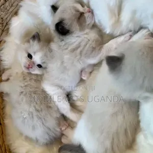 0-1 month Male Purebred European Burmese