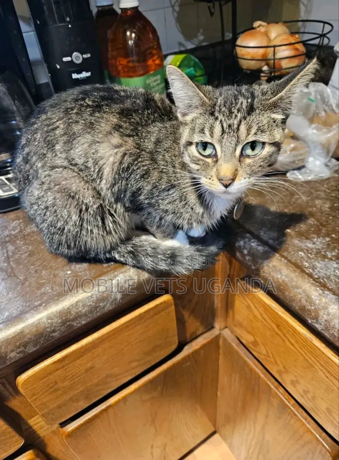 3-6 months Male Purebred Bengal