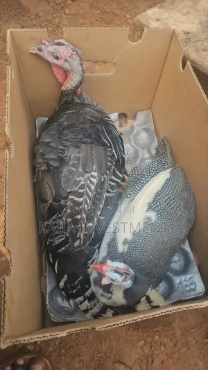 Guinea Fowl and Female Turkey Combo