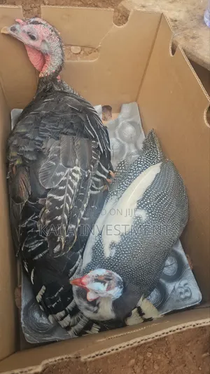 Guinea Fowl and Female Turkey Combo