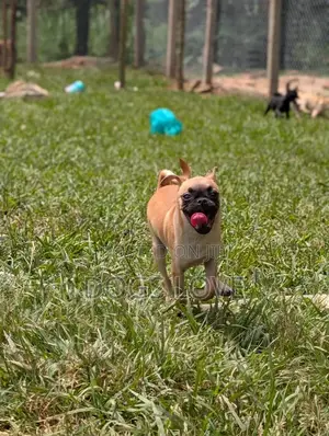 3-6 months Female Purebred Pug