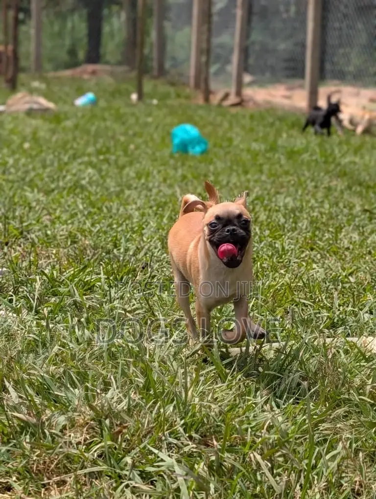 3-6 months Female Purebred Pug