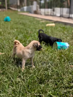3-6 months Female Purebred Pug