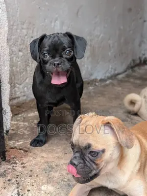 3-6 months Female Purebred Pug