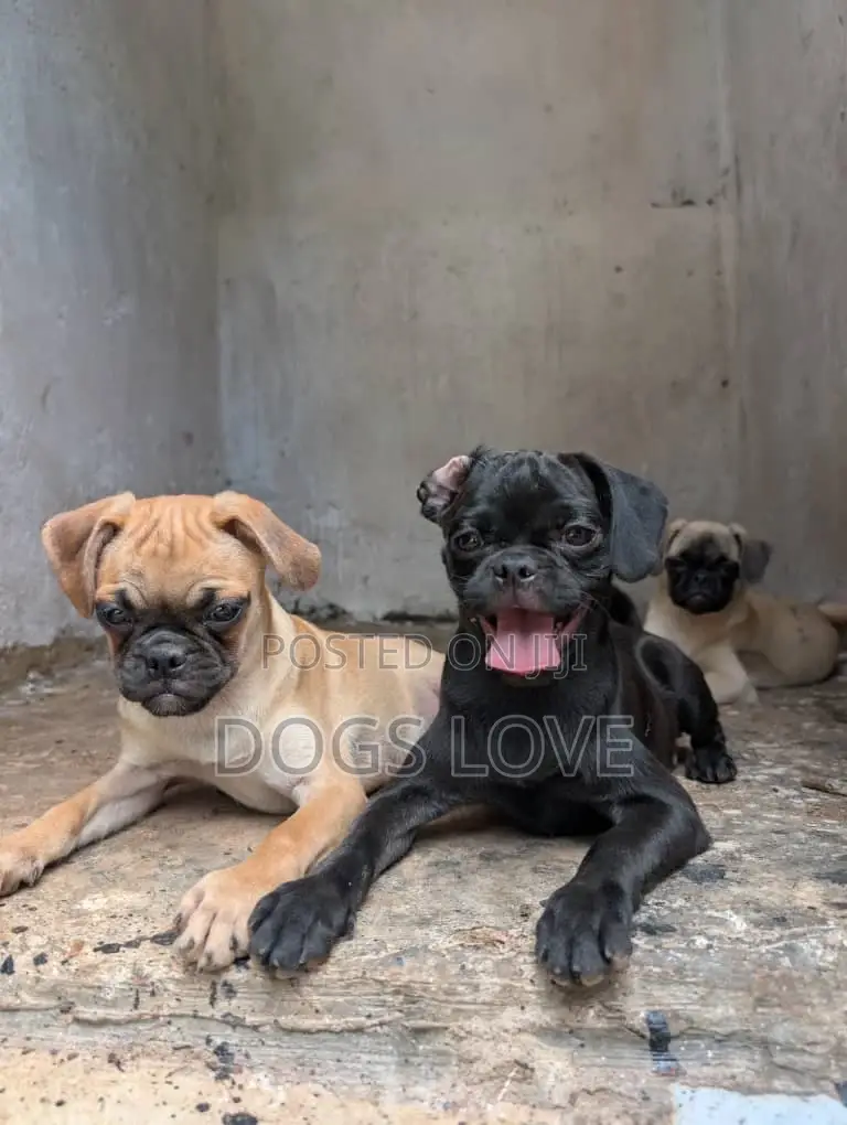 3-6 months Female Purebred Pug