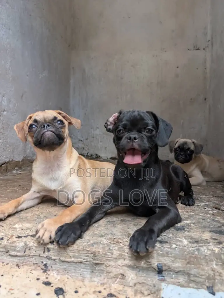 3-6 months Female Purebred Pug