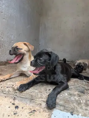 3-6 months Female Purebred Pug