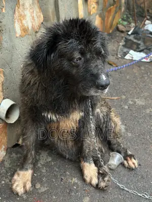 1+ year Female Purebred Caucasian Shepherd