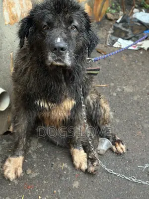 1+ year Female Purebred Caucasian Shepherd