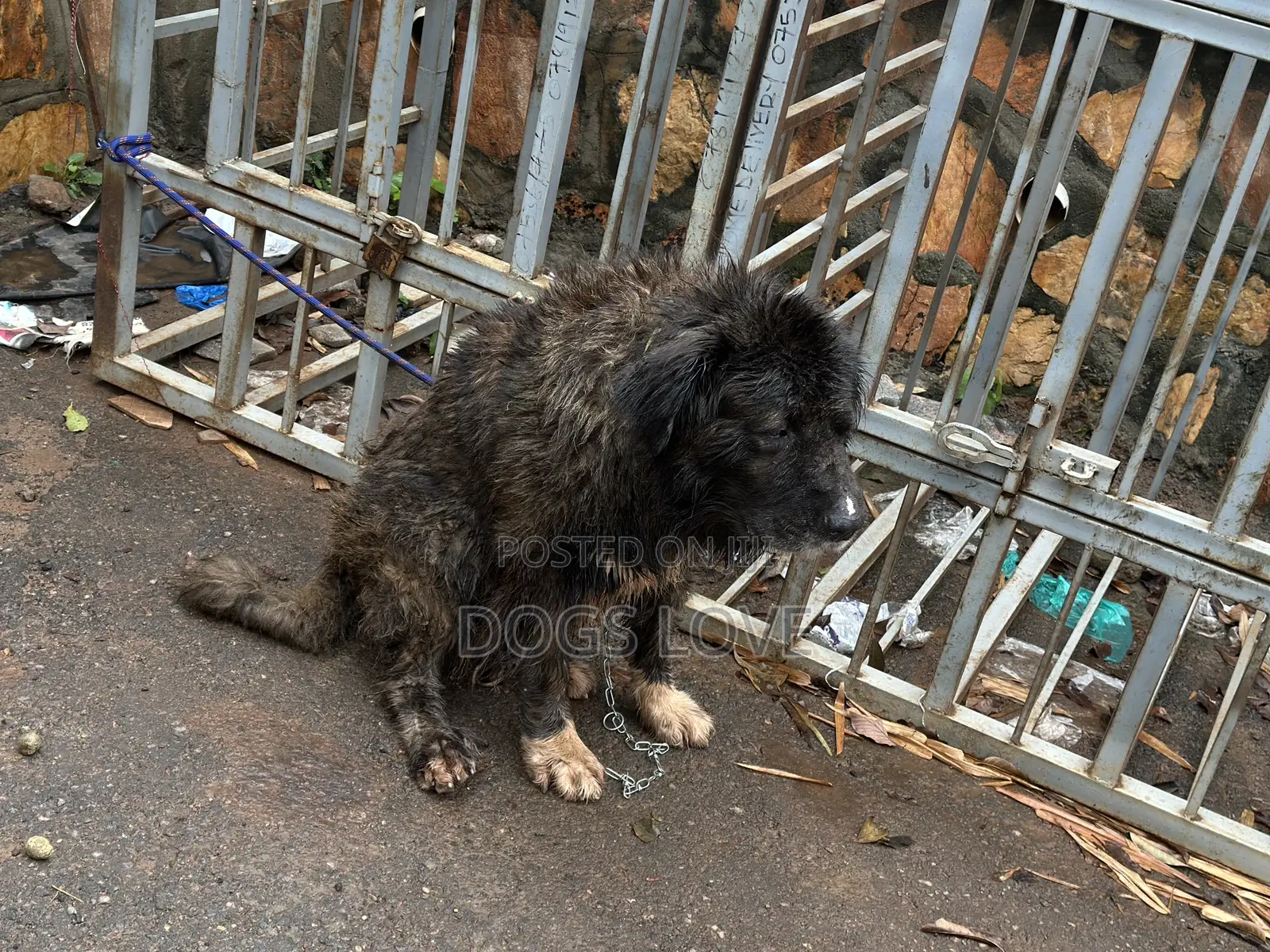 1+ year Female Purebred Caucasian Shepherd