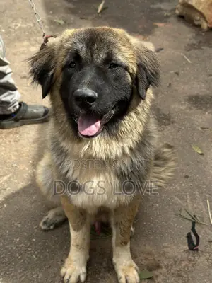 6-12 months Male Purebred Caucasian Shepherd