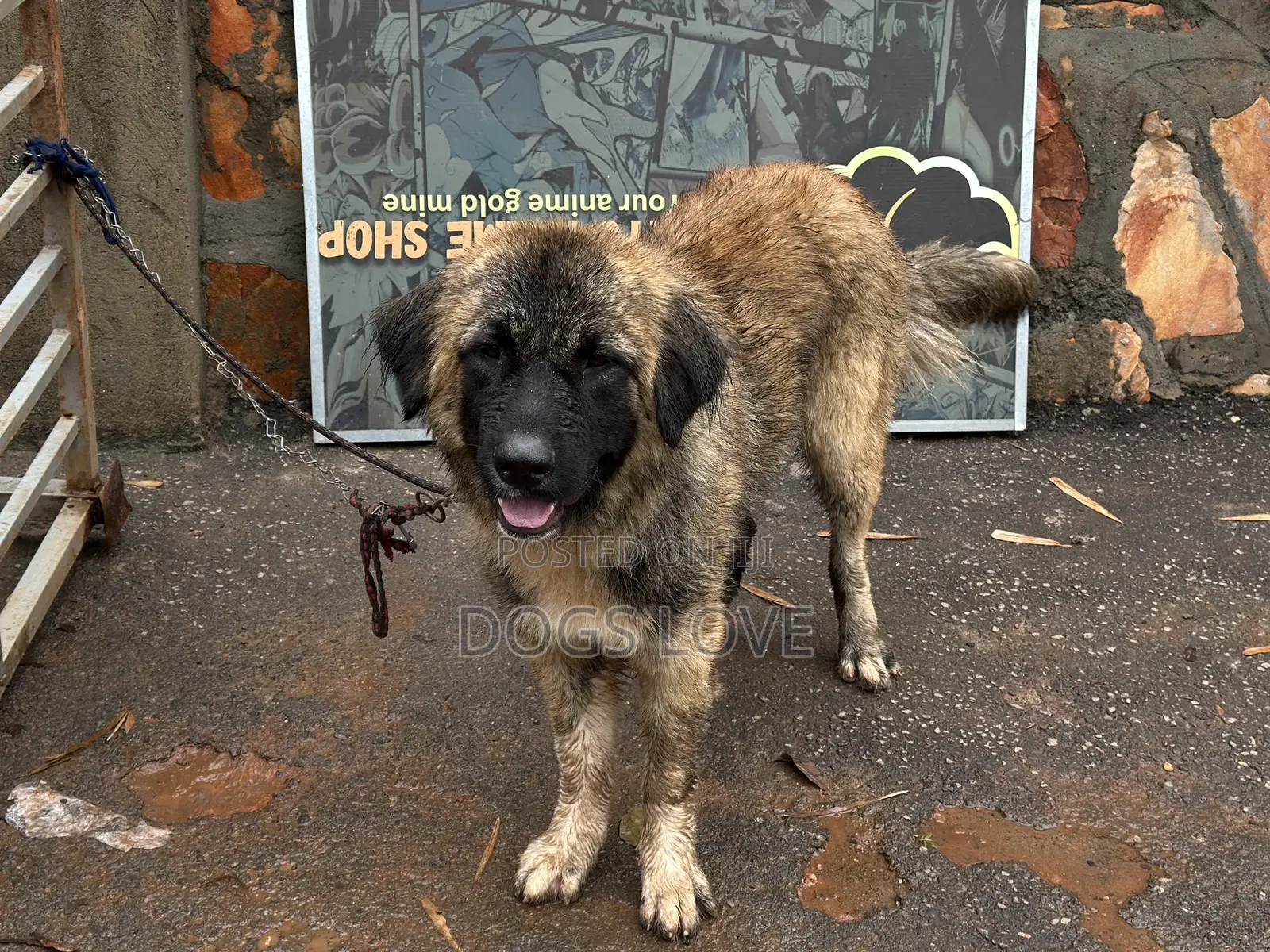 6-12 months Male Purebred Caucasian Shepherd