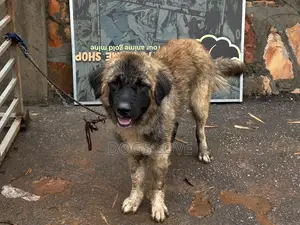 6-12 months Male Purebred Caucasian Shepherd