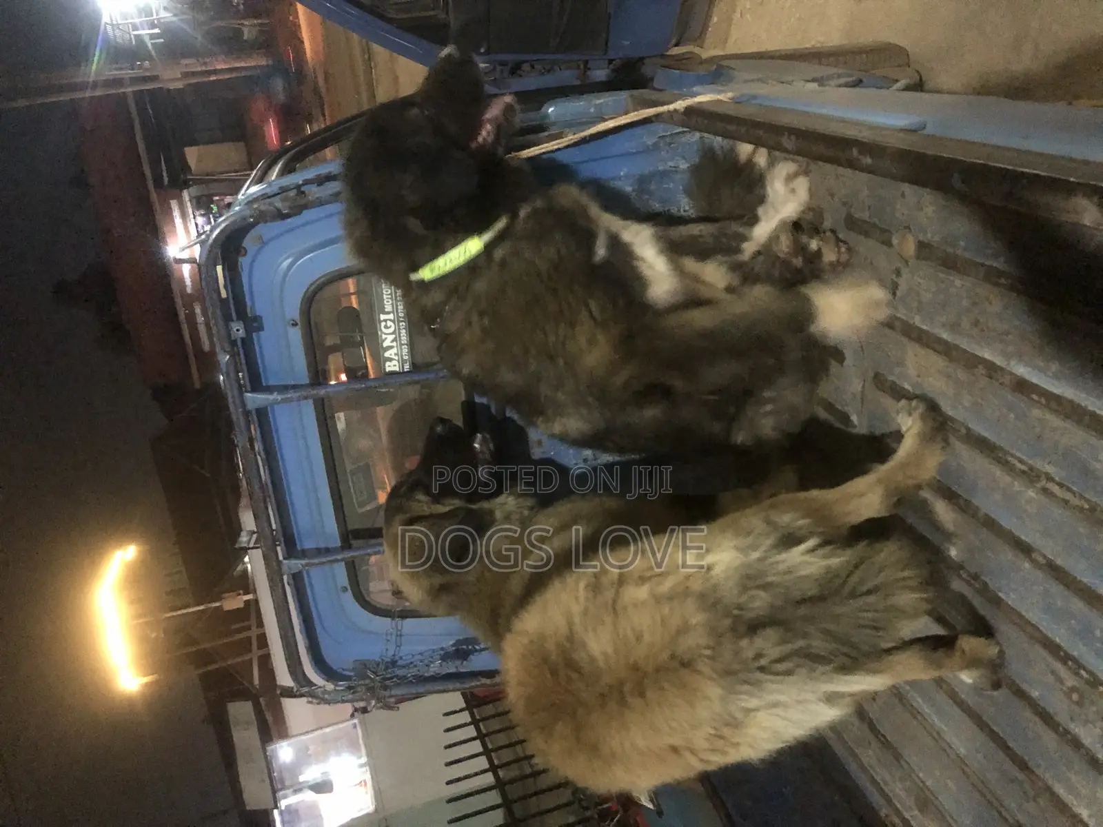6-12 months Male Purebred Caucasian Shepherd