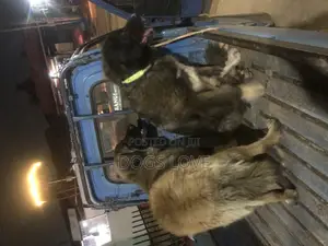 6-12 months Male Purebred Caucasian Shepherd