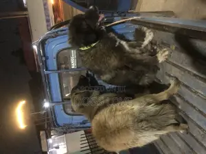 6-12 months Male Purebred Caucasian Shepherd
