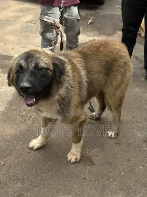 6-12 months Male Purebred Caucasian Shepherd