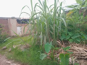 Plot for Sale Lugala Masanafu