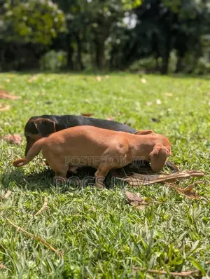 1-3 months Male Purebred Dachshund