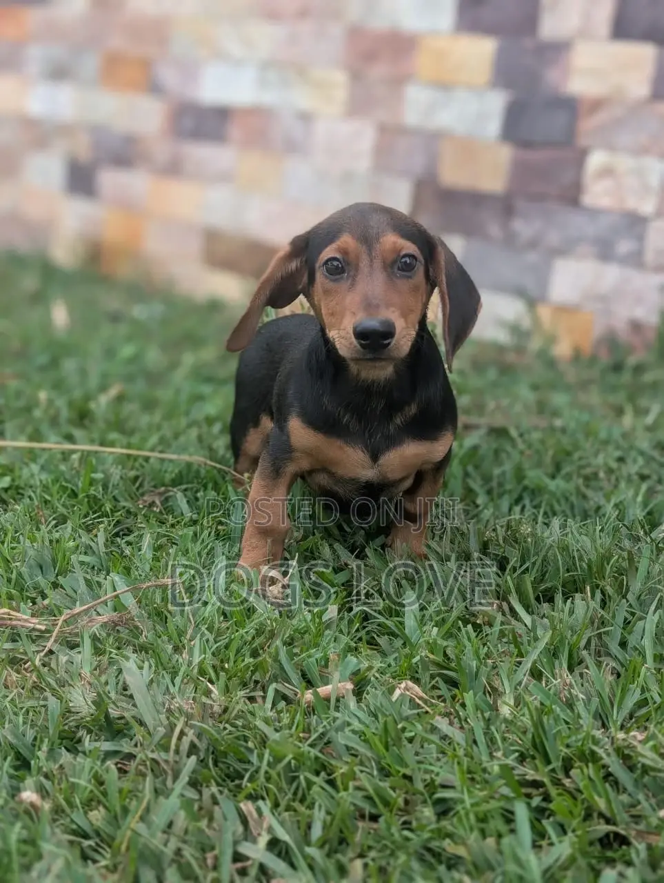 1-3 months Male Purebred Dachshund
