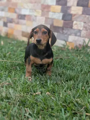 1-3 months Male Purebred Dachshund