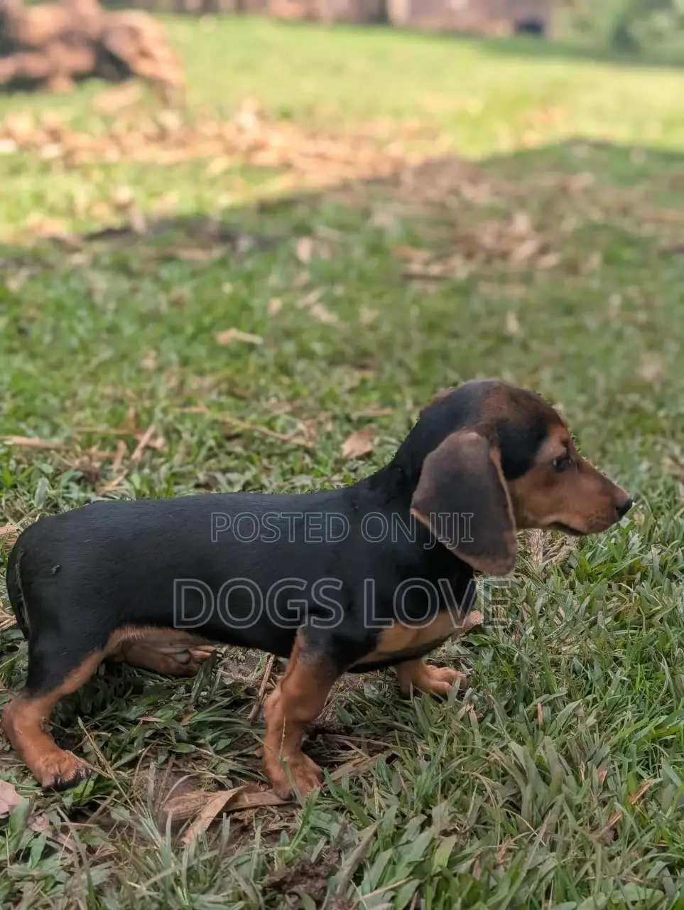 1-3 months Male Purebred Dachshund