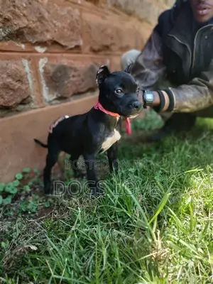 1-3 months Male Purebred American Pit Bull Terrier