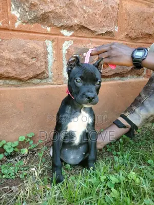 1-3 months Male Purebred American Pit Bull Terrier