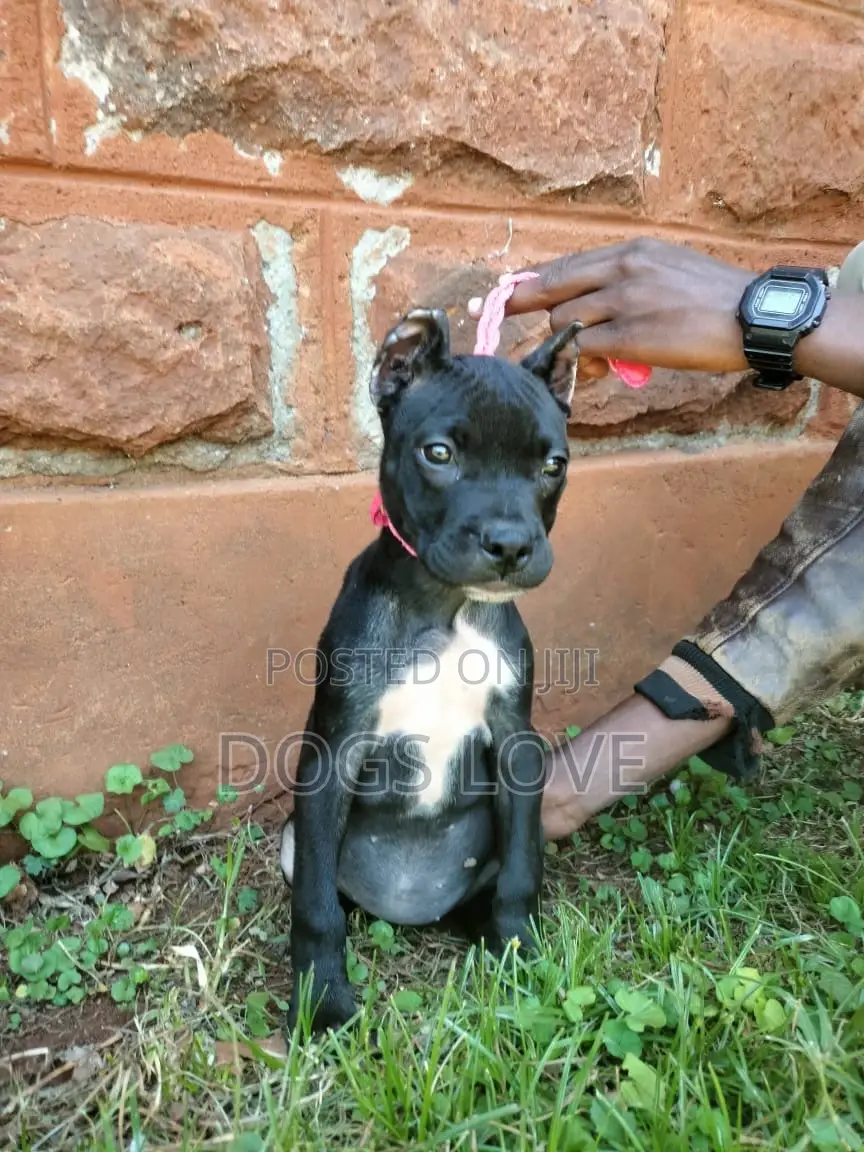 1-3 months Male Purebred American Pit Bull Terrier
