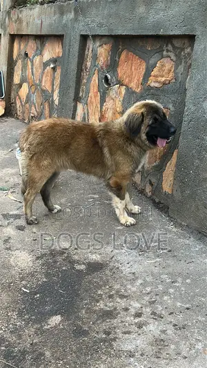 6-12 months Male Purebred Caucasian Shepherd