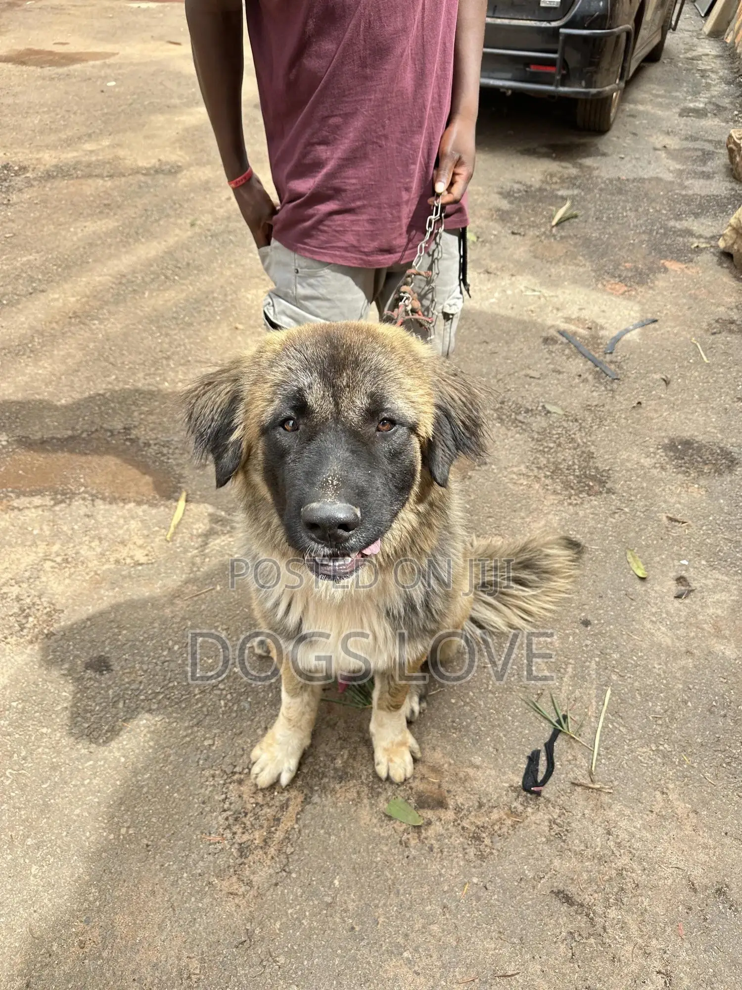 6-12 months Male Purebred Caucasian Shepherd