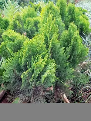 Suya Trees