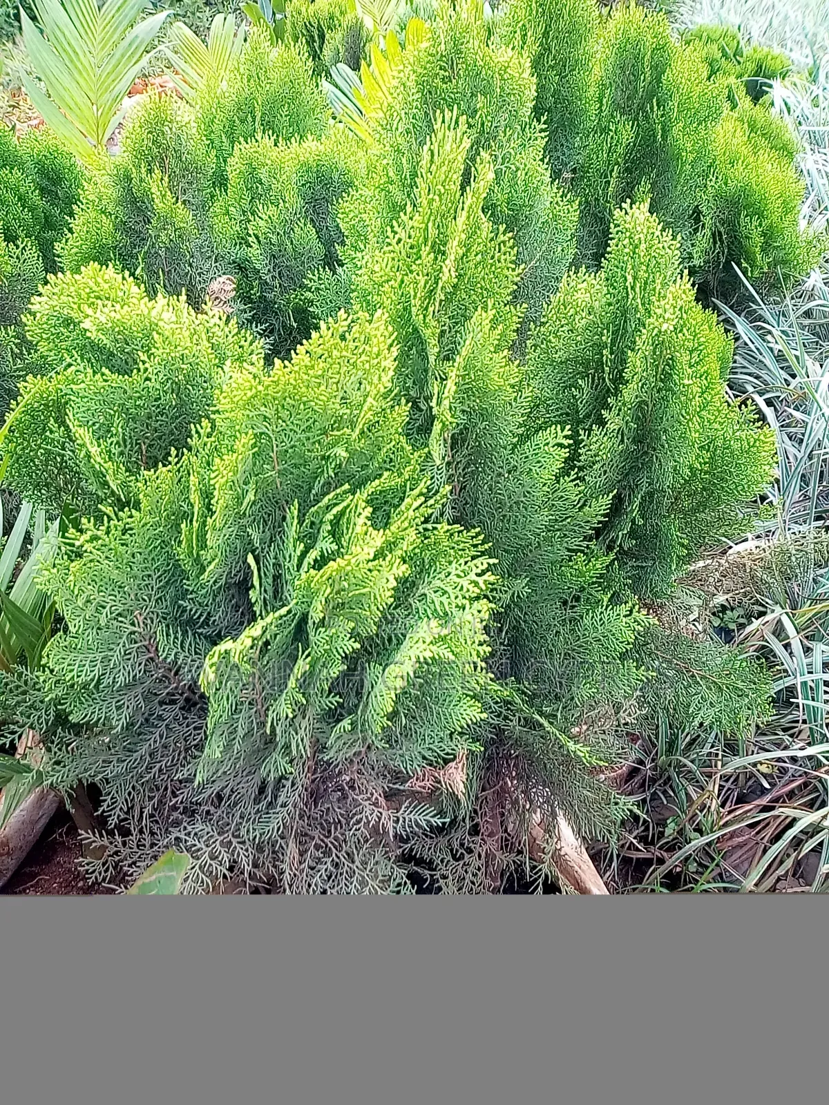 Suya Trees