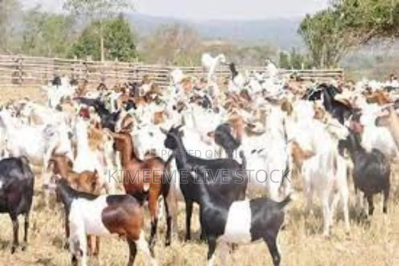Goats and Sheep