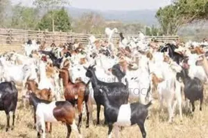 Goats and Sheep