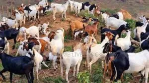 Goats and Sheep
