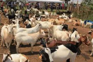 Goats and Sheep